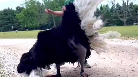 Learn dance ostrich