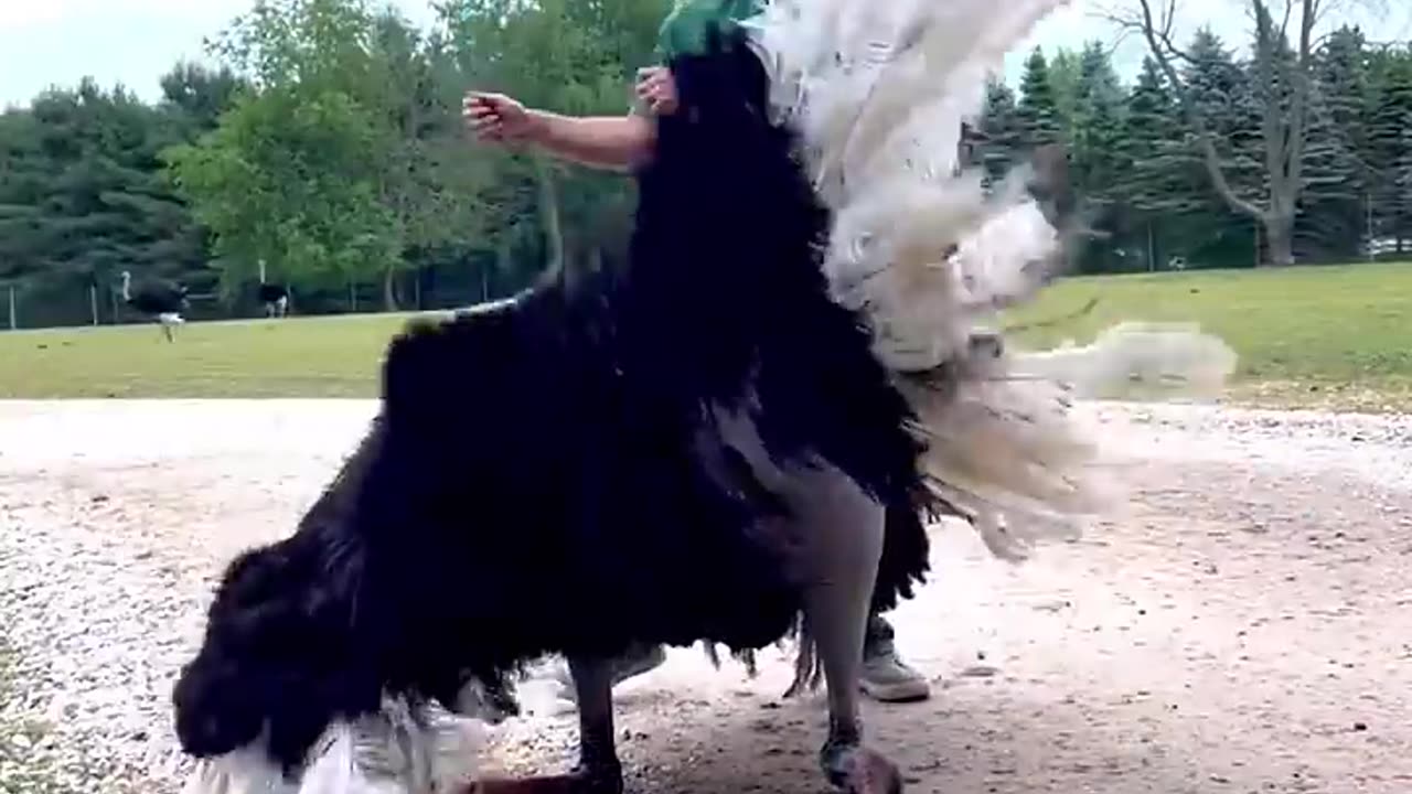 Learn dance ostrich