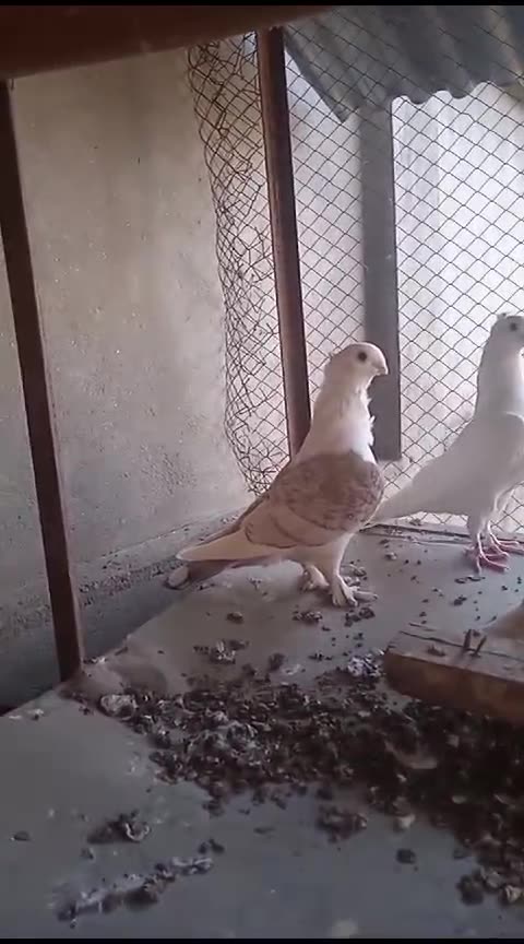 Beautiful pigeon breeder pair best flying