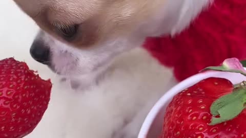 🍓🍓🍓 #Chihuahua