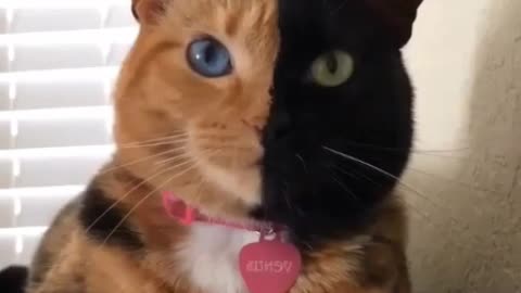 A cute cat is our playful companion English