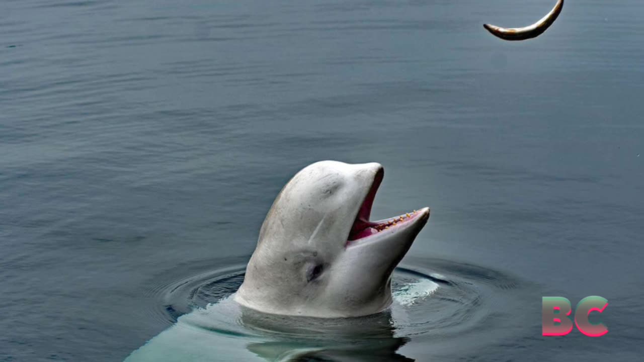 Beluga whale alleged to be Russian ‘spy’ found dead in Norway