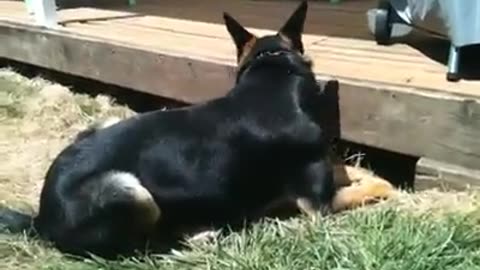 Fiona's ball under the deck