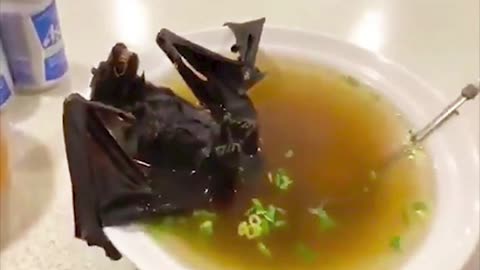 Something's cooking in the Soup - WTF LIVE BYTE SIZE