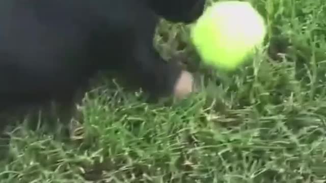 Little Bulldog Puppy Stalking a Ball - Way 2 Cute.