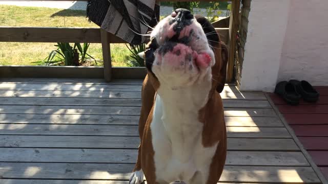 Boxer and owner engage in harmonica duet