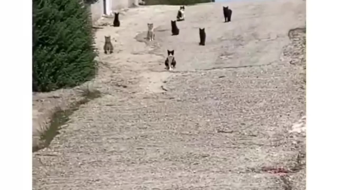 Funny and Cute Cats Videos #410