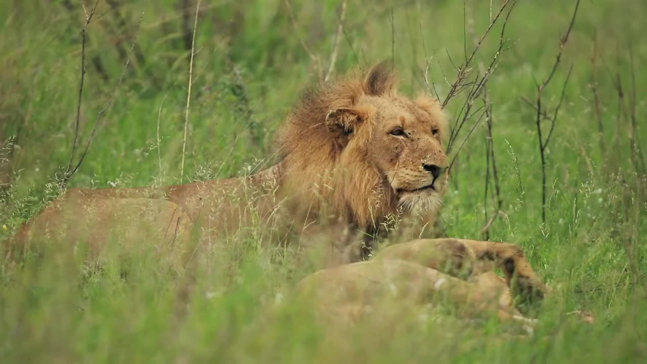 Male Lion Animal