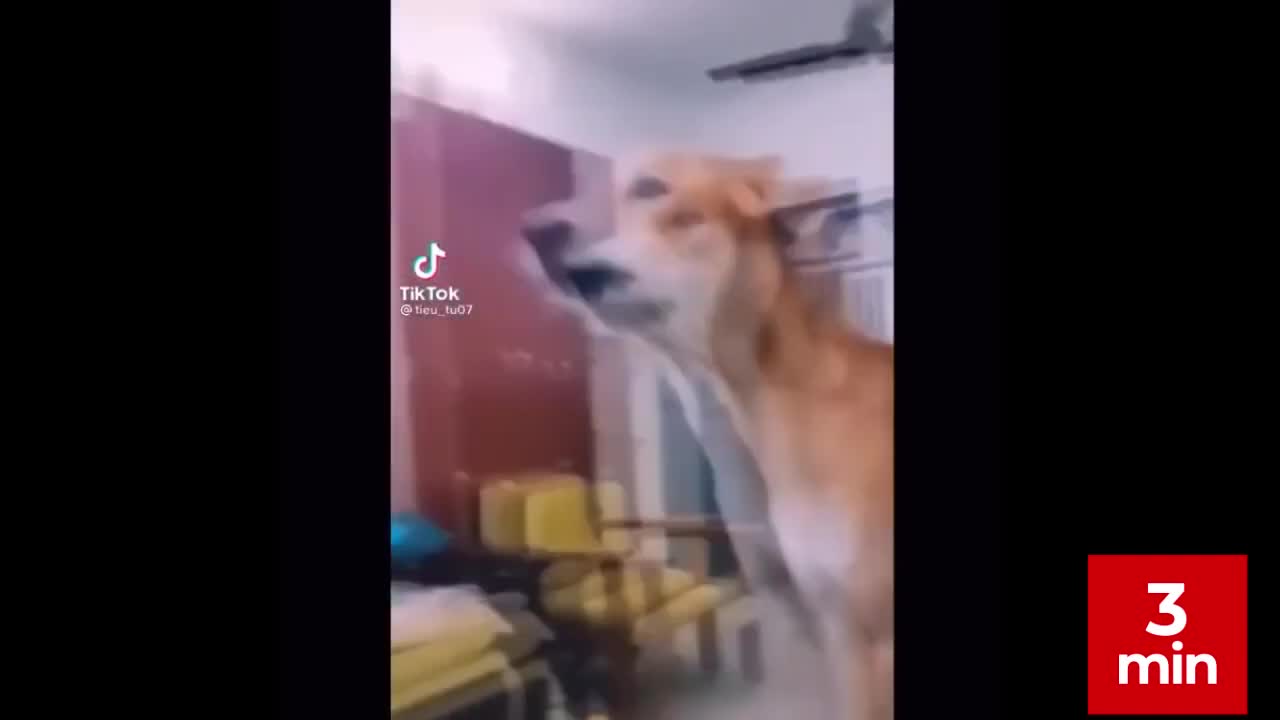 New Funny Best Animals Compilation video