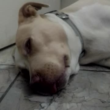 mystère résolu, sa mission accomplie avec recherche la petite serviette blanche manquante....! 🧡💛💚