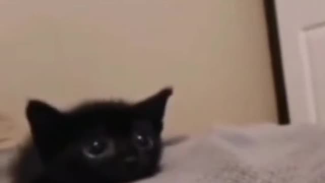 Little black cat has big eyes