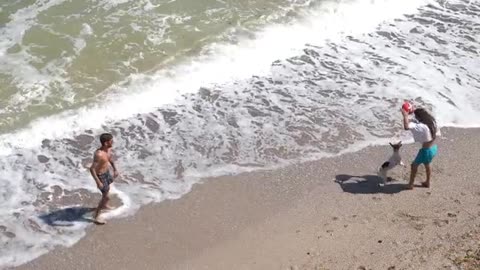 Dog Loving Videos