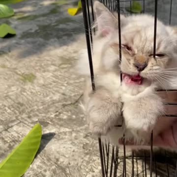 Minus IQ cat😭 Try Not Laugh