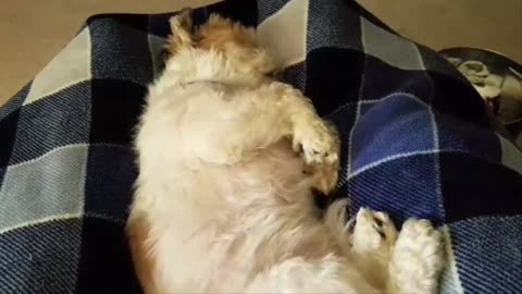 Rosie The Shihtzu Snoring