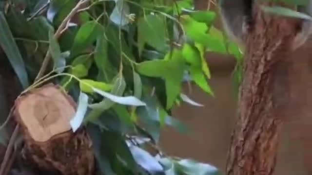 The little karas were playing in the trees