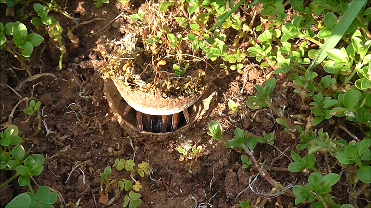 Trapdoor Spider Gets Some Satisfaction