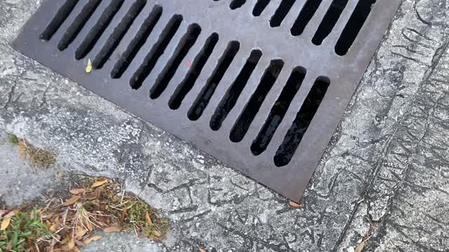 Live Alligator Found in Storm Drain