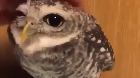 Cuteowl