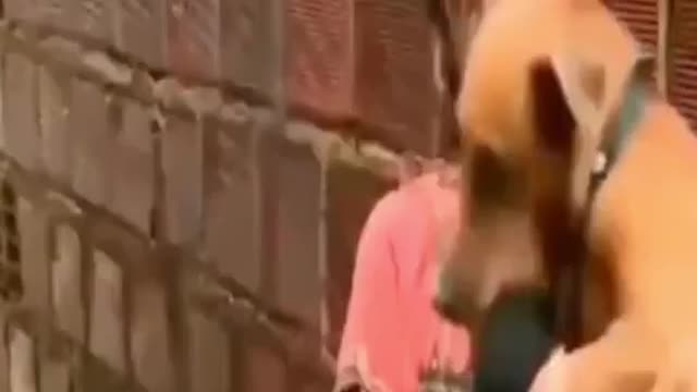 Best Funny Animal Videos 2022