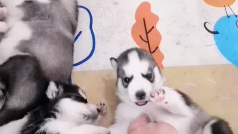 Cute husky puppies