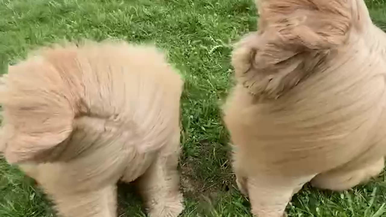 Two Floofs Sit In Strong Wind