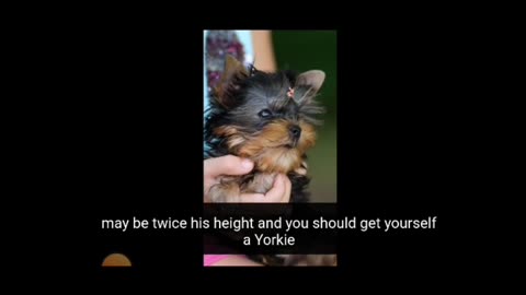 5 facts about the breed - Yorkshire Terrier.