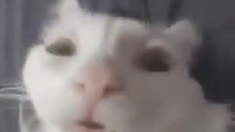 Cat.Mp4