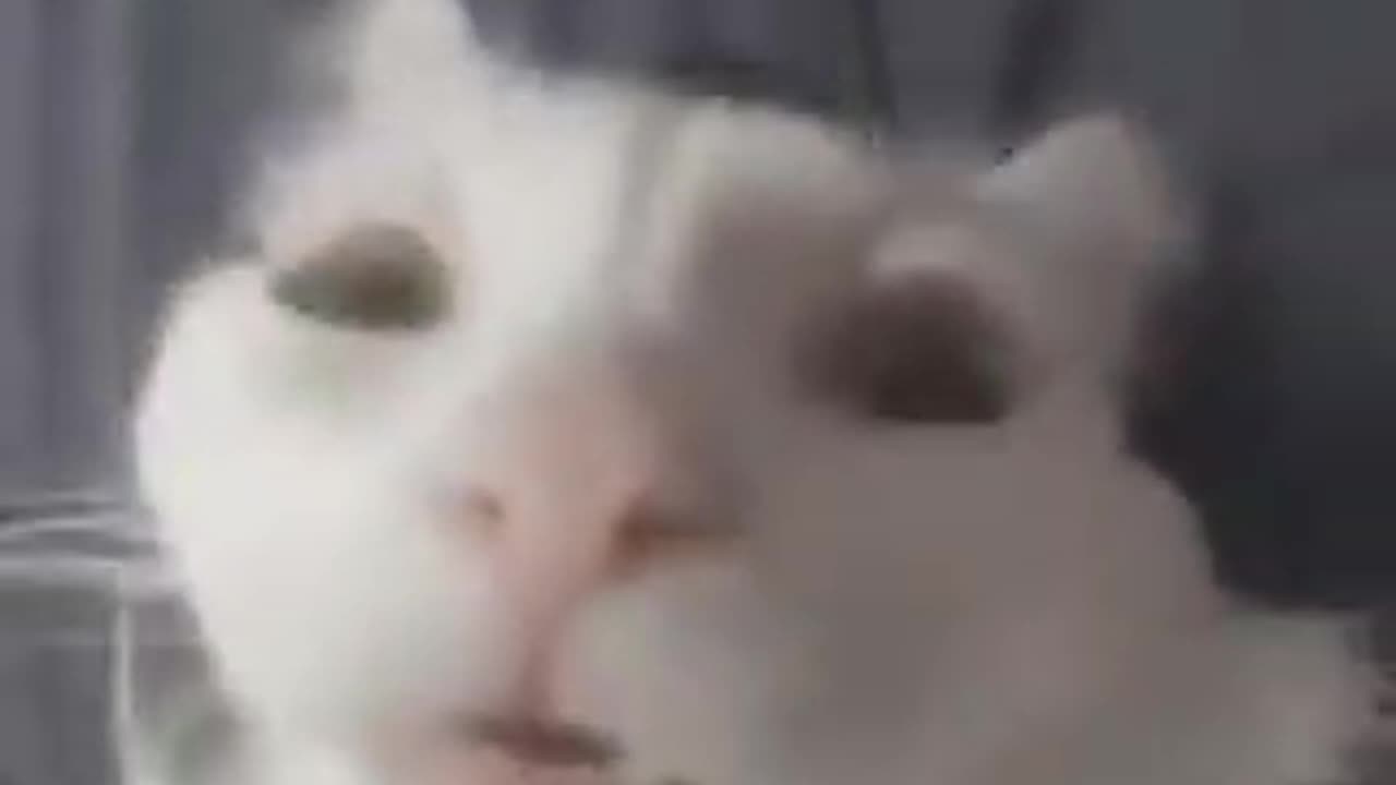 Cat.Mp4