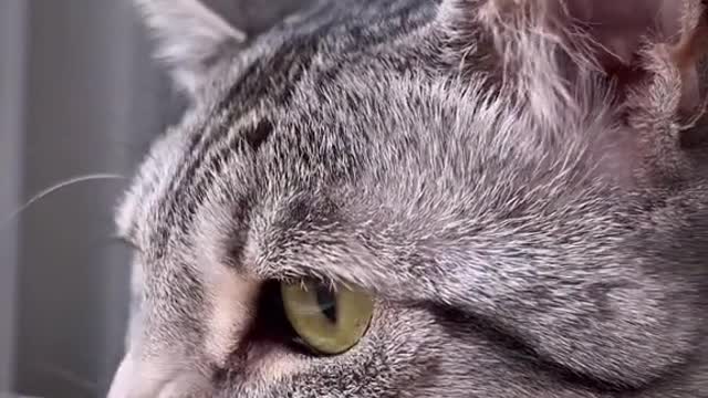 Mustcatchallthebirbs