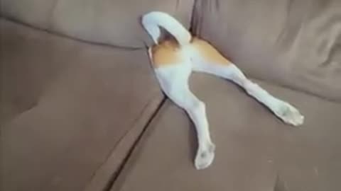 Chanel the dog has a unique play style! 🤣🛋🐕