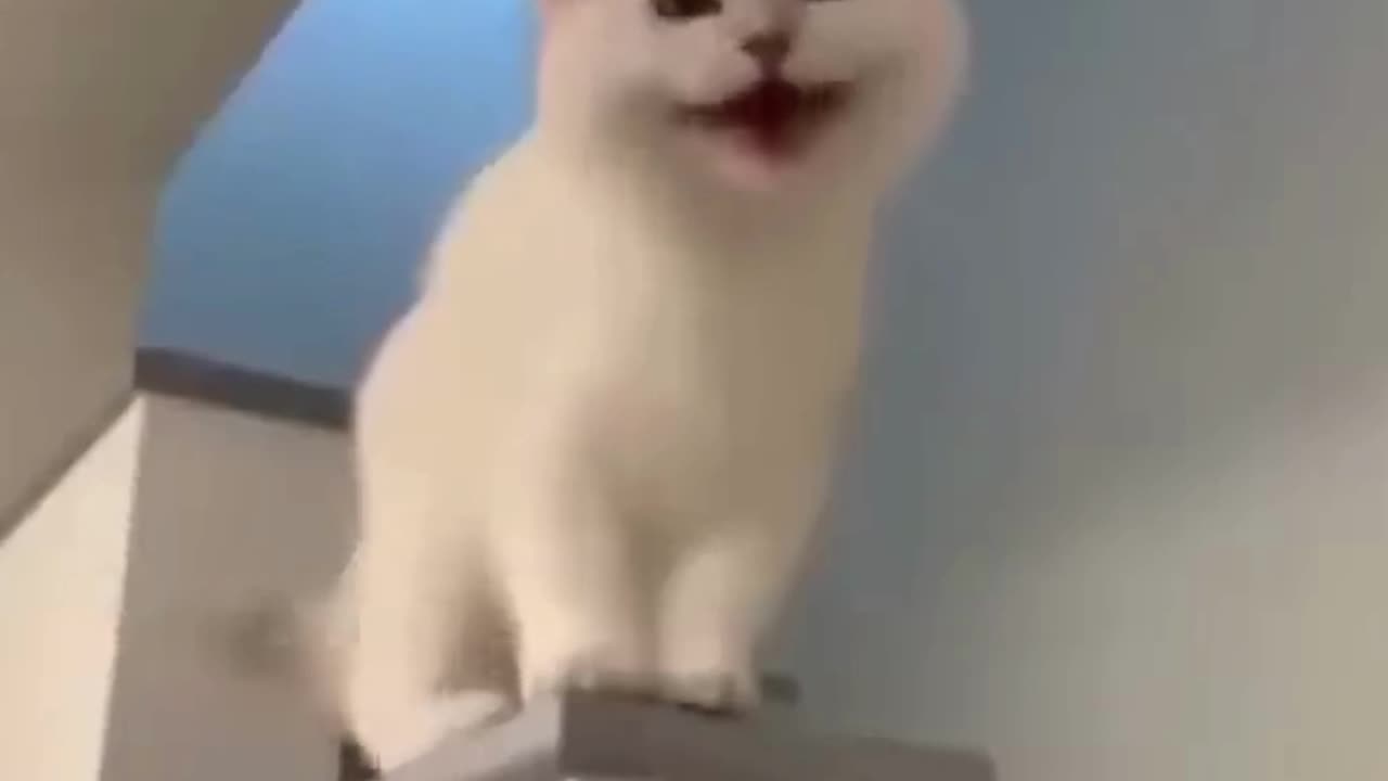 funny cat videos #funny animal videos #funny cat #cute cat