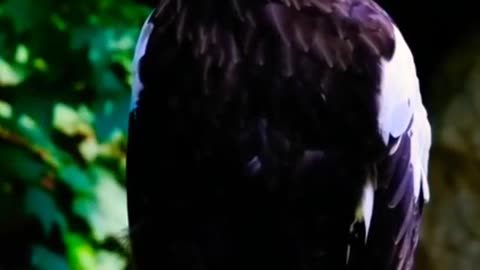 Eagle's amazing scene