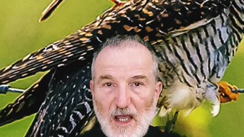 Saint Jean et les coucous -343