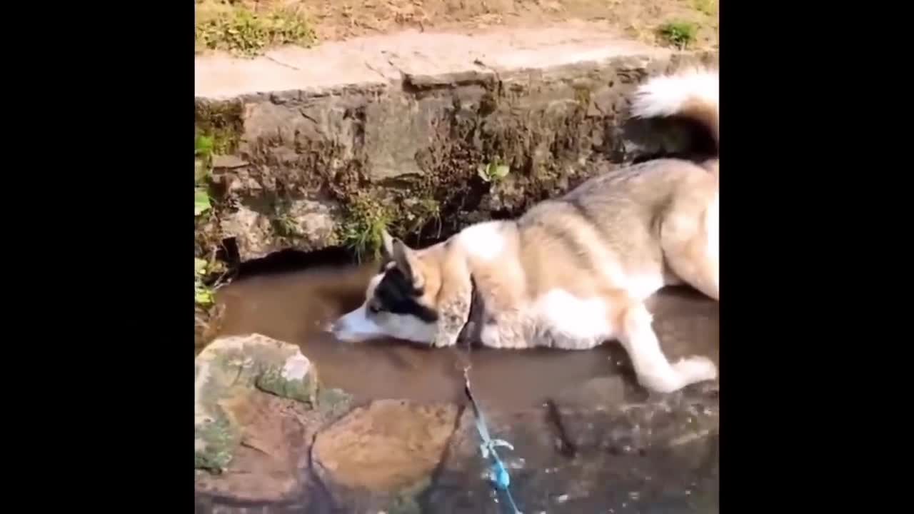 Puppy in the water