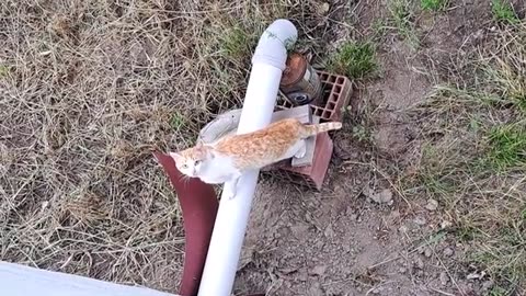 A yellow cat that wants to mate. A male cat follows a female cat.