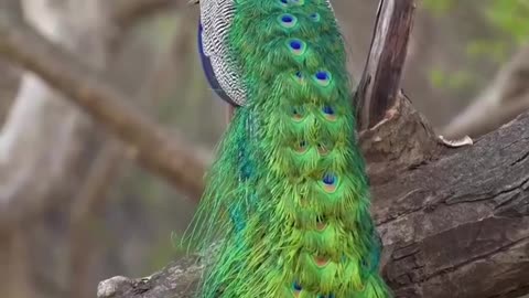 Beautiful Peacock