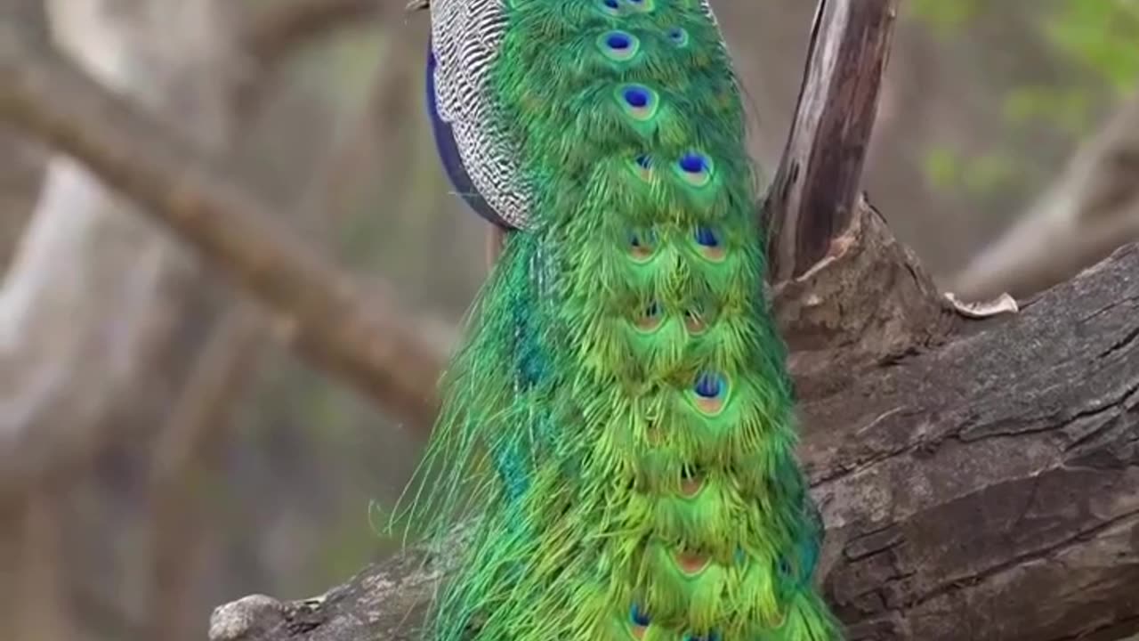 Beautiful Peacock