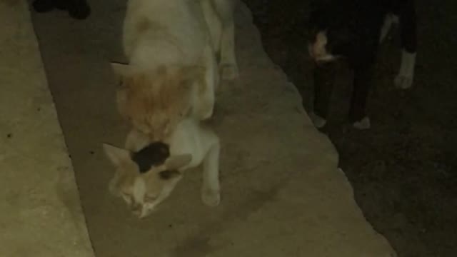 What are doing cats😵