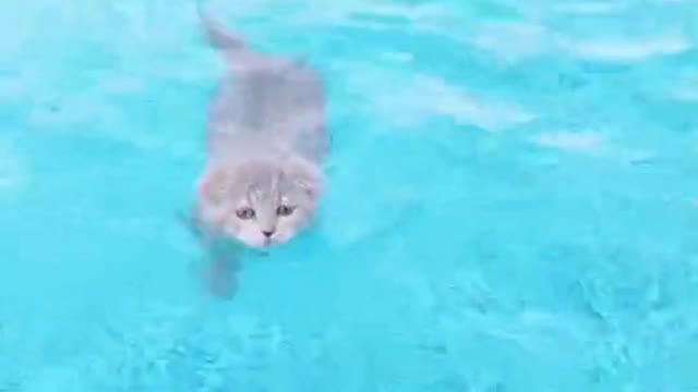 Wow!! Cute Cat Swimming