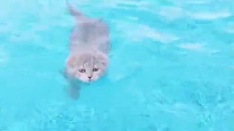 Wow!! Cute Cat Swimming