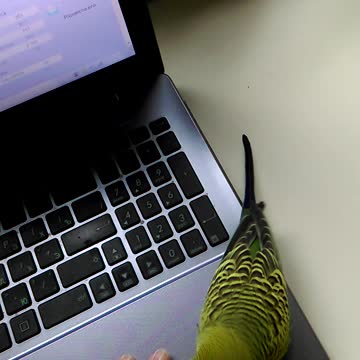 parrot grunts like a duck