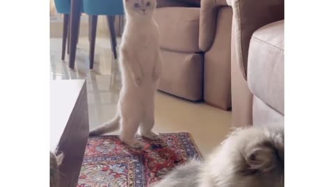 Innocent cat don't forget to watch 🤣🤣