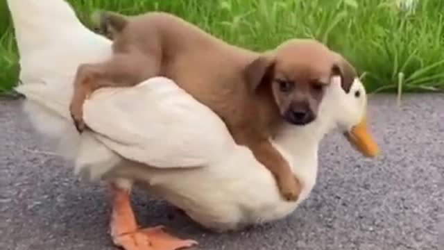 Puppy and Duc funny video