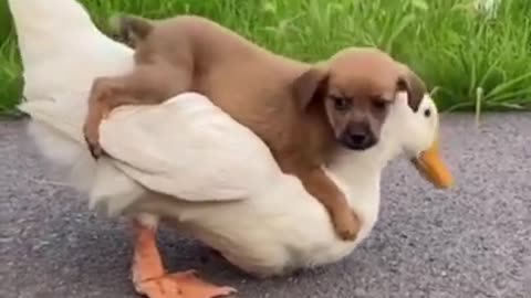 Puppy and Duc funny video