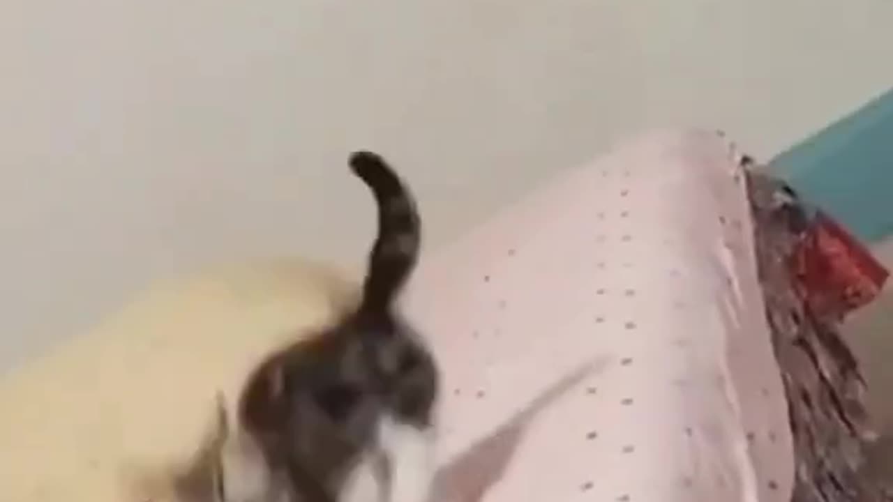 Cute Cat She Know Her Move