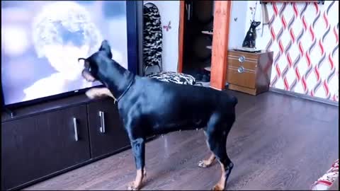 Doberman Doing The Moonwalk