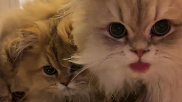 Three little kittens are drinking water