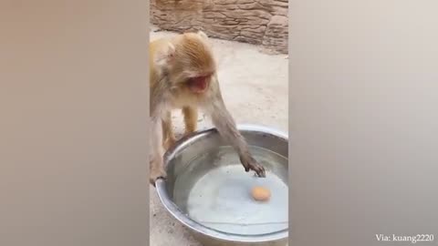 Animals Funny Video