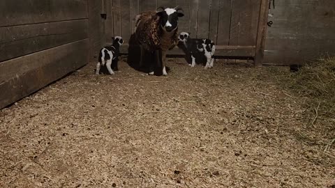 Lamb with the zoomies.
