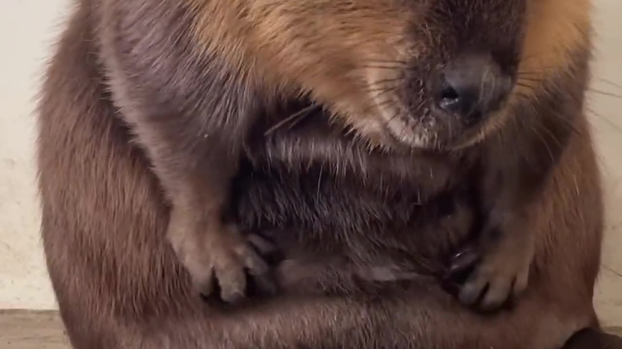 Can anyone guess the animal name. Comment the animal name